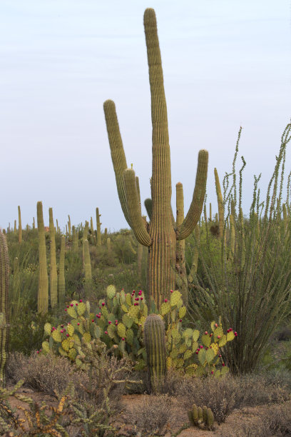 ocotillo