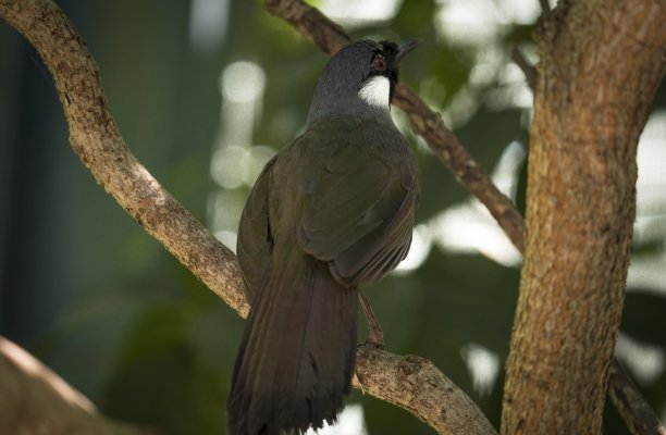 laughingthrush