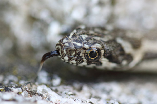 adders