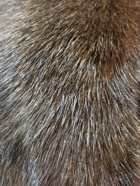 hairs