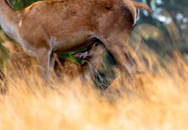 doe