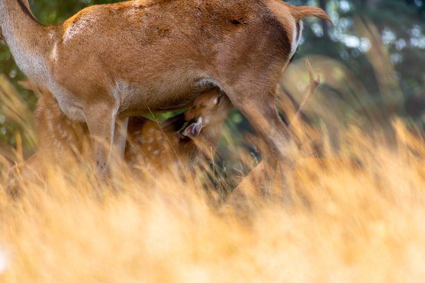 doe