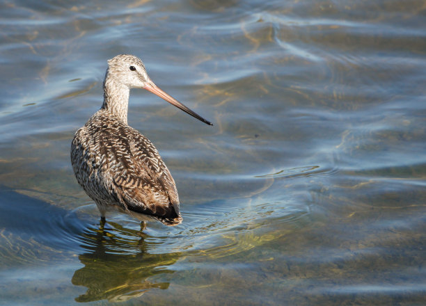 limosa