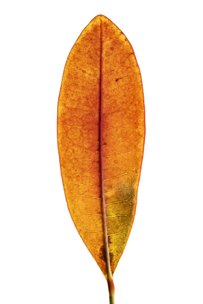 codiaeum