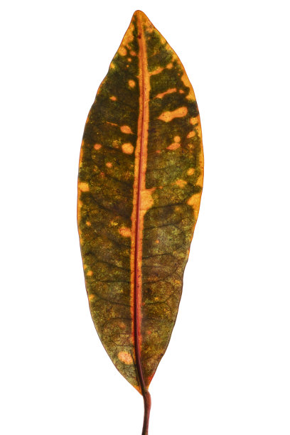 codiaeum