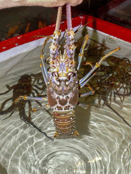 生猛海鲜,斑节虾