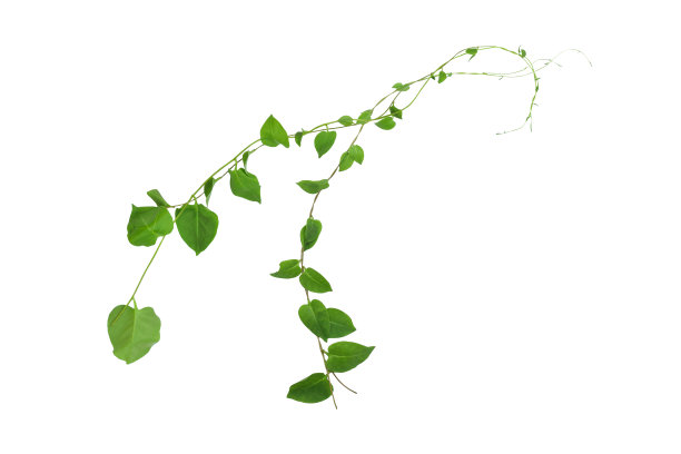 vitis