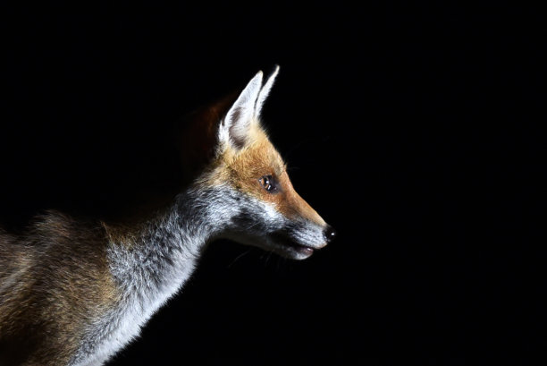 foxface