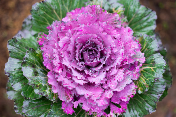 kale