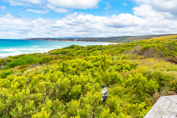 anglesea