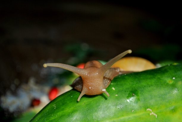 gastropod