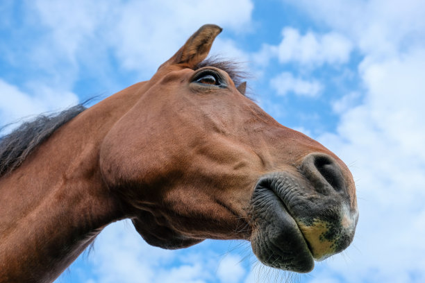 muzzle