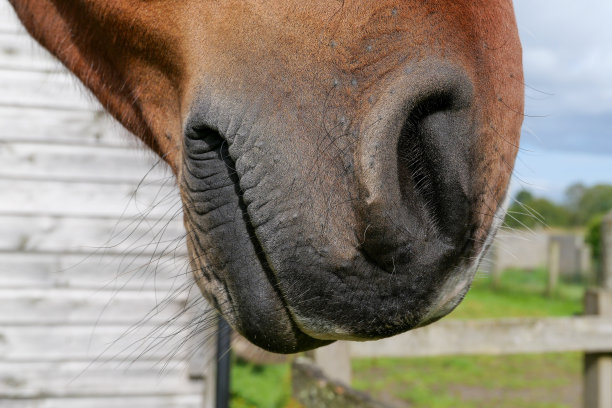 muzzle