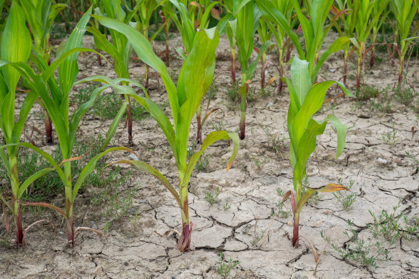 drought