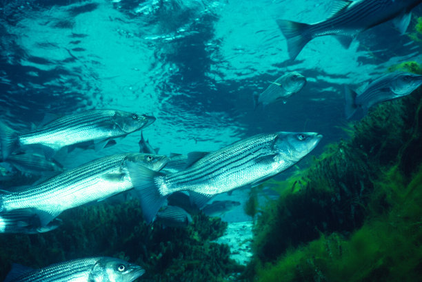 rockfish