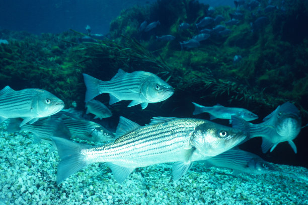 rockfish