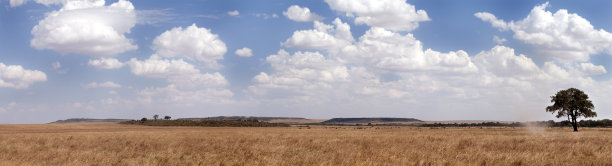 savanna