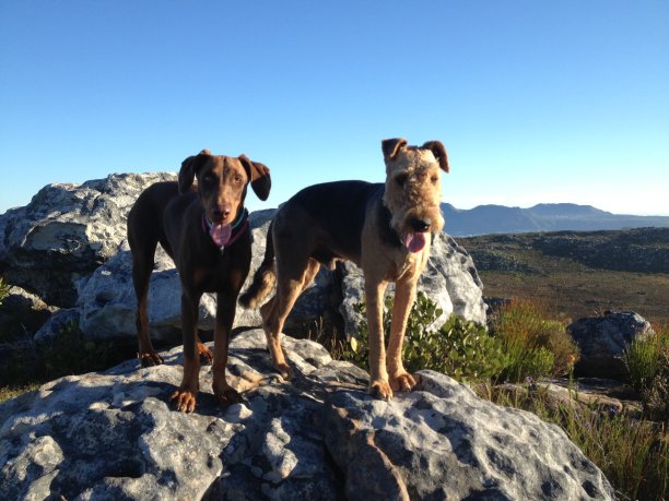 airedale
