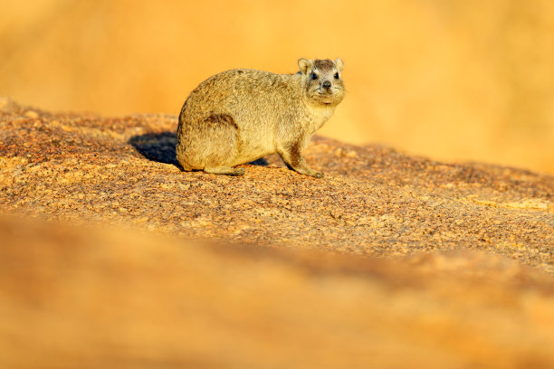 hyracoidea