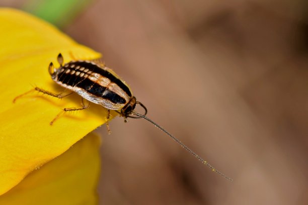 植物上爬行的一只蟑螂