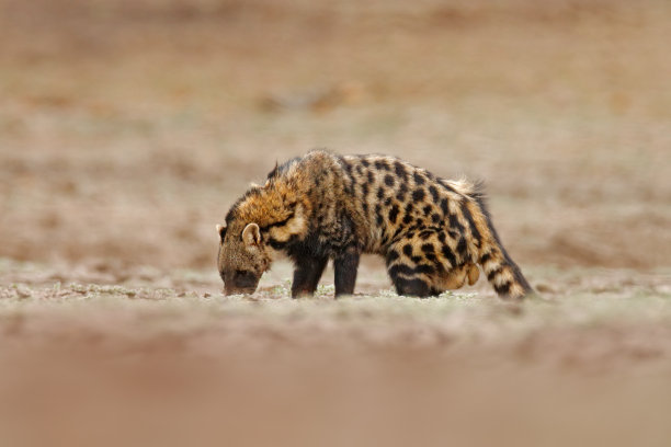 civet