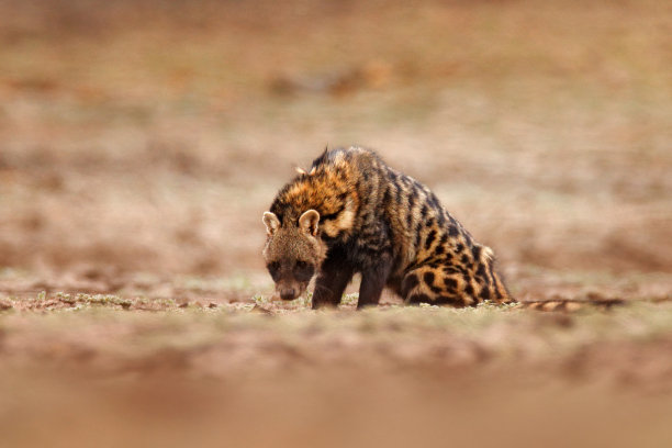 civet