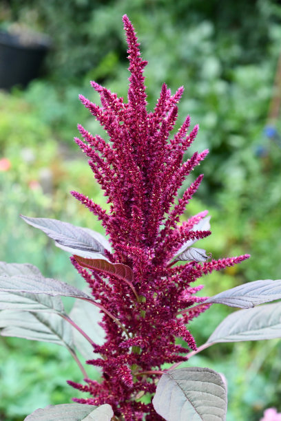 gomphrena
