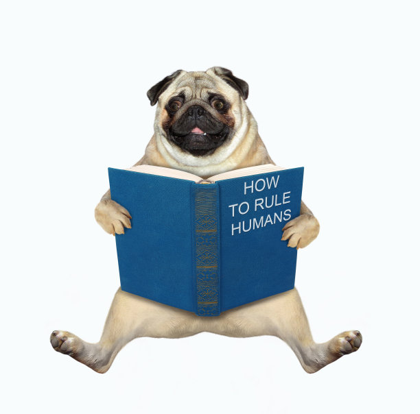 pug