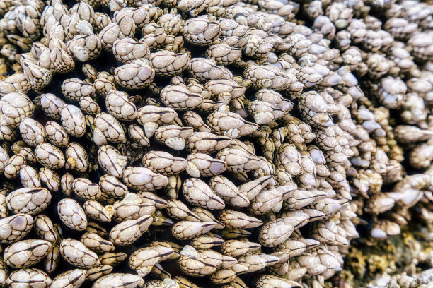 dense