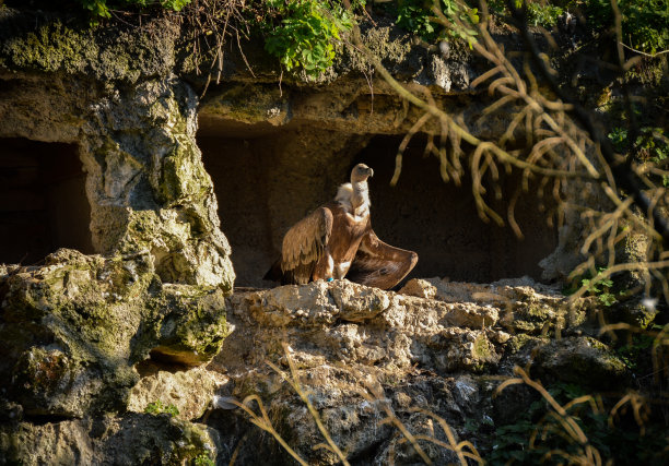 buzzard