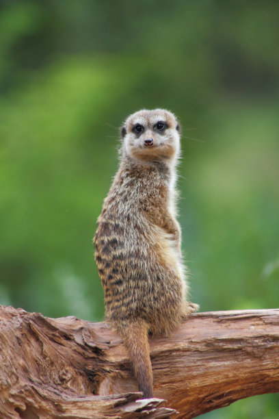 meerkat
