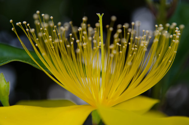 stamens