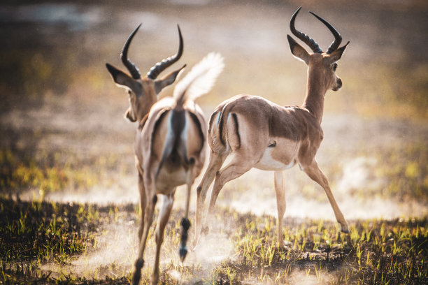 antelope