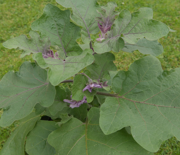 solanum