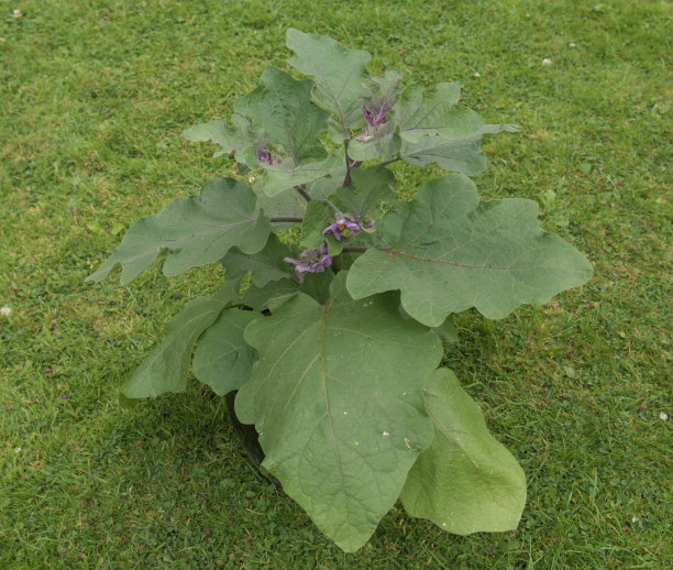 solanum