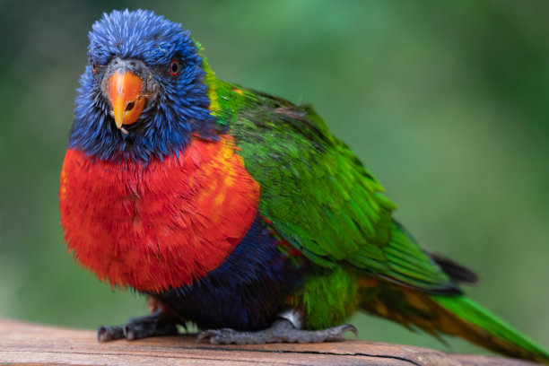 lorikeet