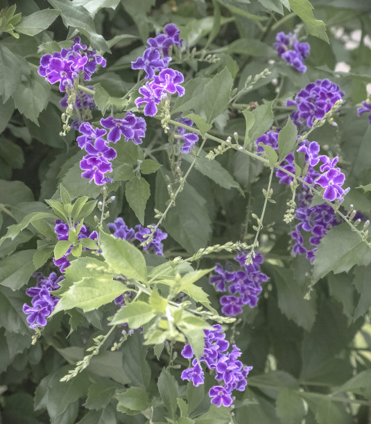 verbena