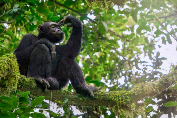 ape