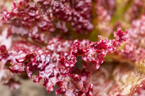lactuca