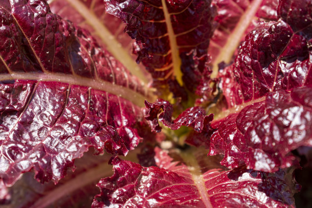 lactuca