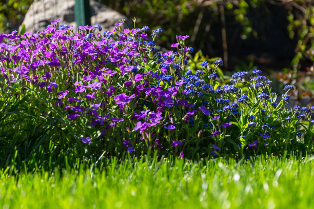 lobelia