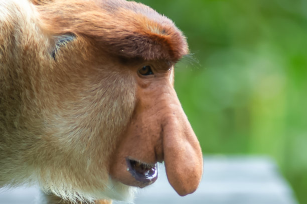 nose