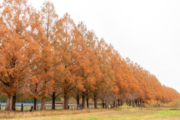 秋天马路边的杨树