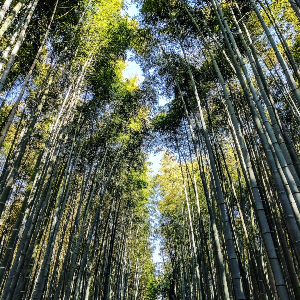 京都御苑