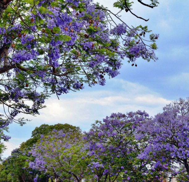 toowoomba