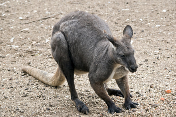 wallaroo