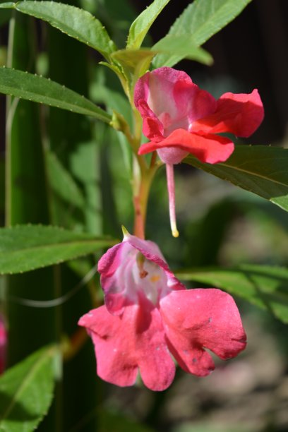 impatiens