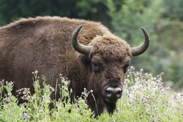 bison
