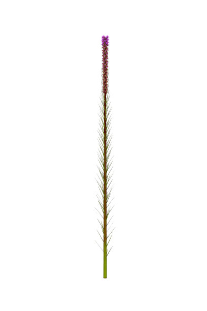 liatris