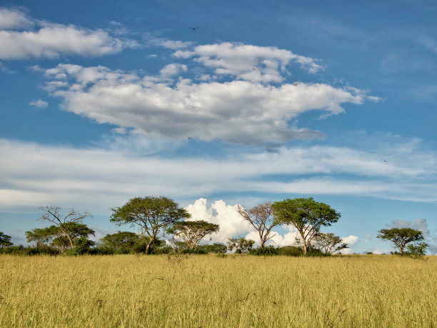 savanna